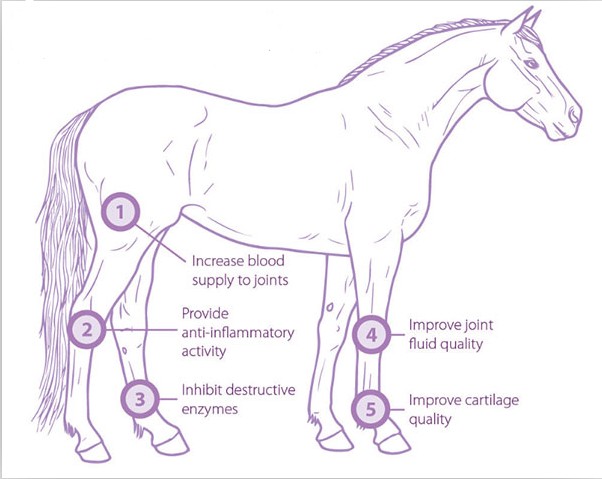 Fizjoterapia weterynaryjne małe zwierzęta domowe stosują pozaustrojową terapię falą uderzeniową końską falę uderzeniową